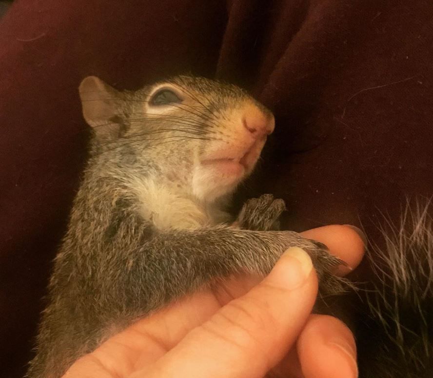 ACA.squirrelquarantine.adv